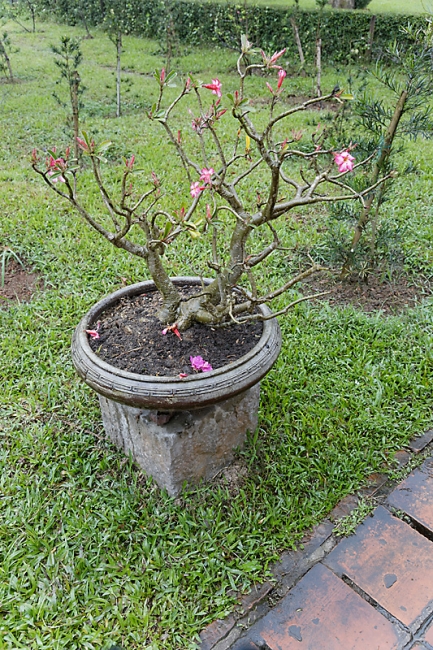 Hué-Pagode de la Dame Céleste-021